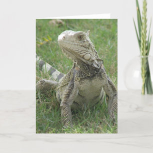 Carte de voeux d'iguane
