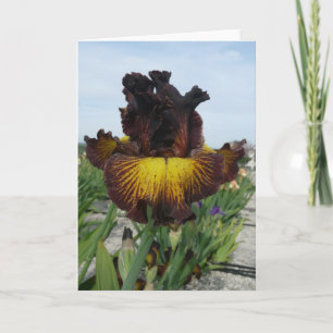 CARTE DE VOEUX D'IRIS DE BLANC "D'ÉTÉ TOSCAN"