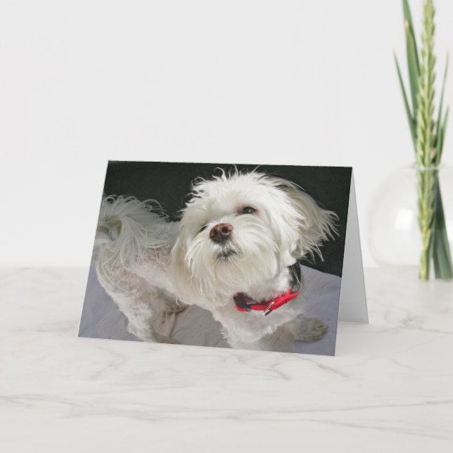 Carte de voeux Doggie (Devant)