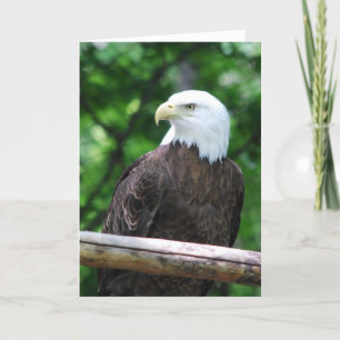 Carte de voeux d'oiseau d'Eagle chauve