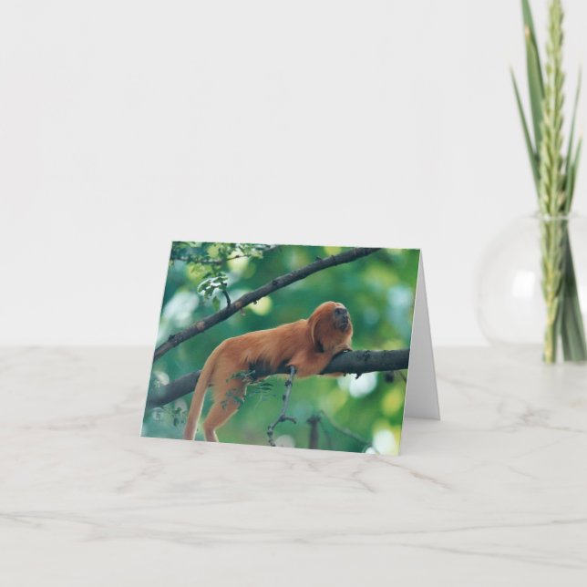 CARTE DE VOEUX D'OR DE SINGE DE TAMARIN DE LION (Devant)