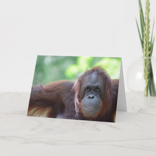 Carte de voeux d'orang-outan (Devant)