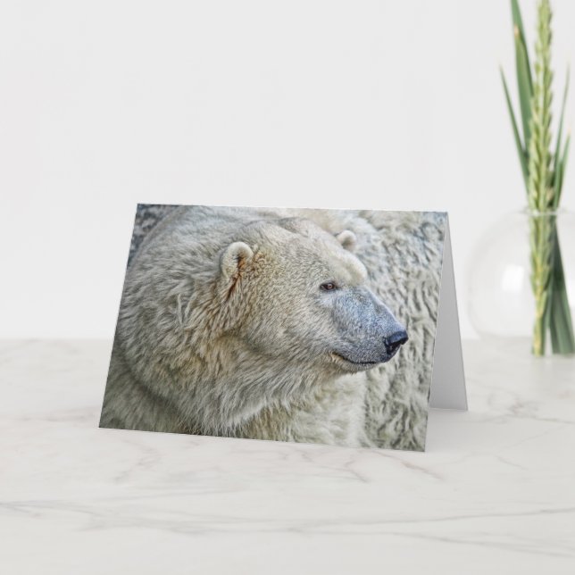 Carte de voeux d'ours blanc (Devant)
