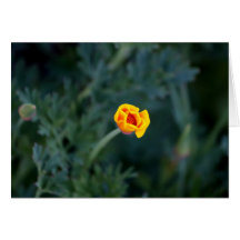 Carte de voeux Dreamy California poppy