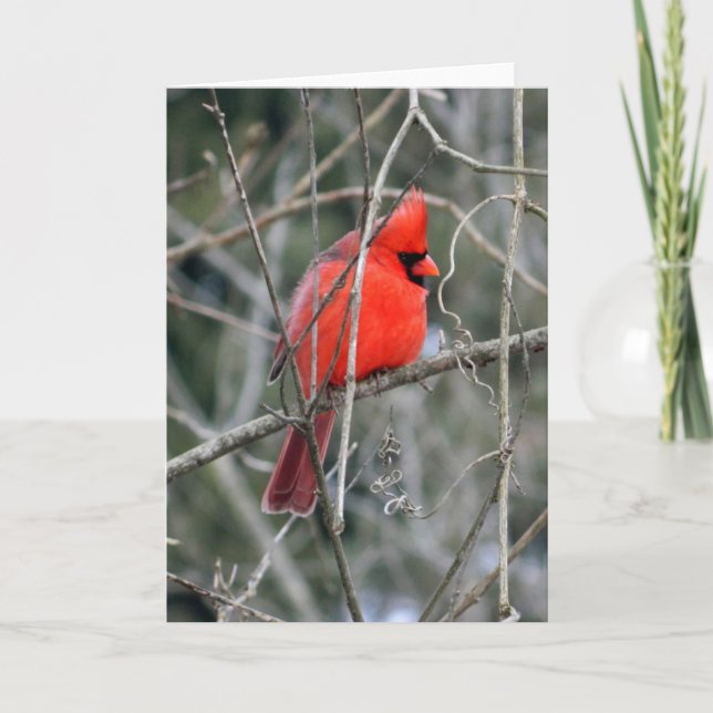 Carte de voeux du cardinal royal rouge (Devant)