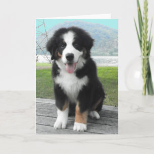 Carte de voeux du chien de montagne bernois