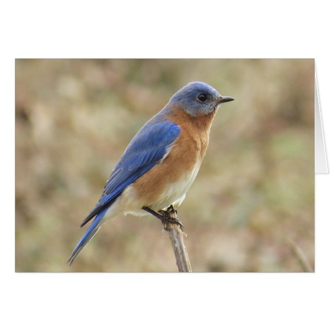 Carte de voeux Eastern Bluebird (Devant horizontal)