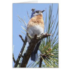 Carte de voeux Eastern Bluebird