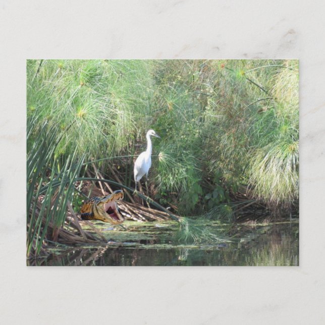 Carte de vœux Egrette neigeuse et faux alligator (Devant)