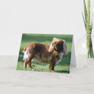 Carte de voeux en blanc de chien espagnol de jouet