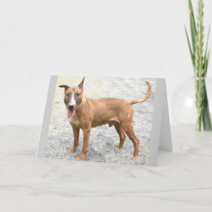 Carte de voeux English Bull Terrier