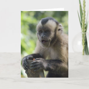Carte de voeux espiègle de singe
