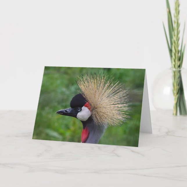 Carte de voeux faunique, vierge à l'intérieur. (Devant)