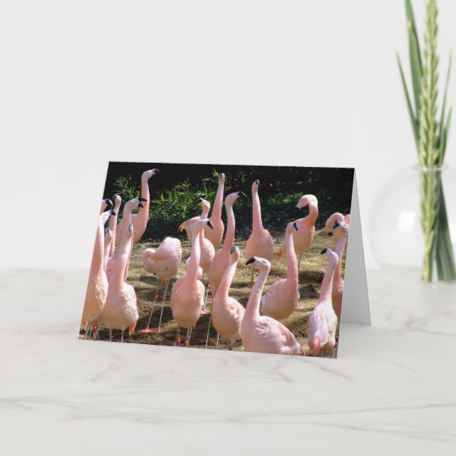 Carte de voeux Flamant rose (Devant)