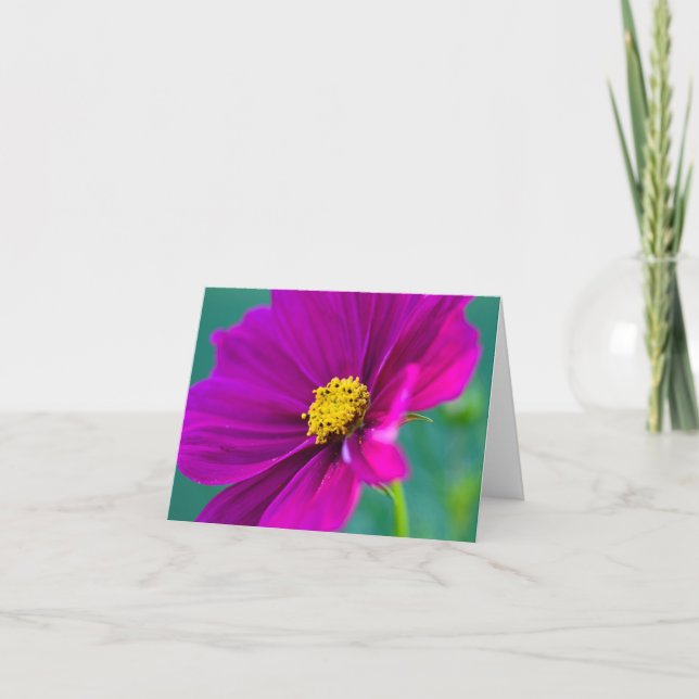 Carte de vœux fleur de Cosmos violet (Devant)