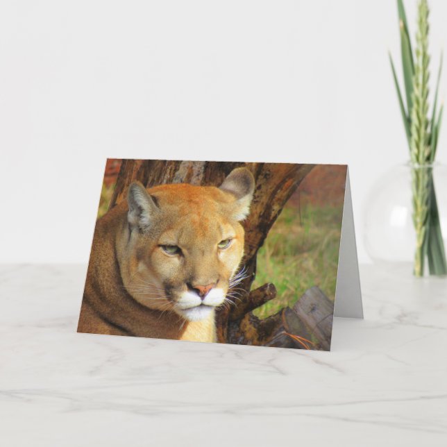 Carte de voeux Florida Panther / Cougar (Devant)