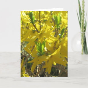 Carte de voeux - Forsythia