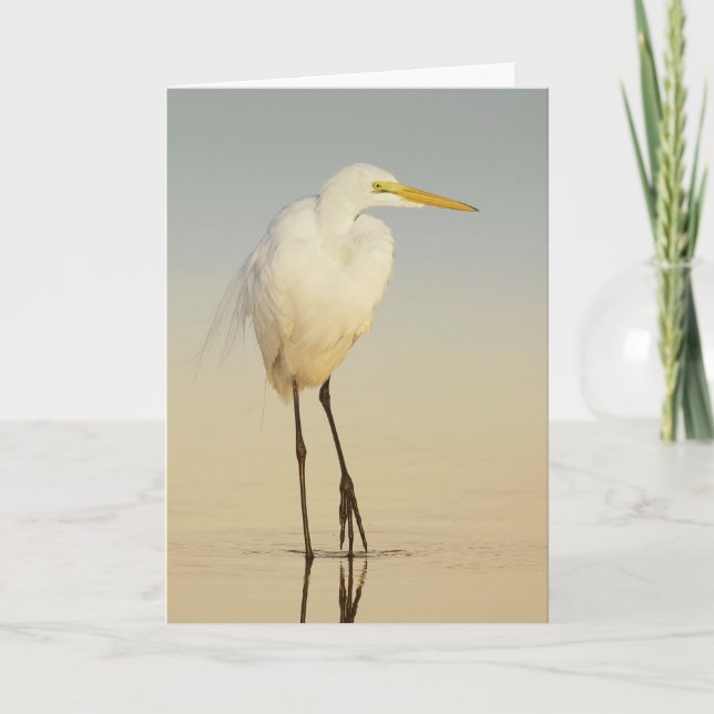 Carte de voeux Great Egret Walking (Devant)