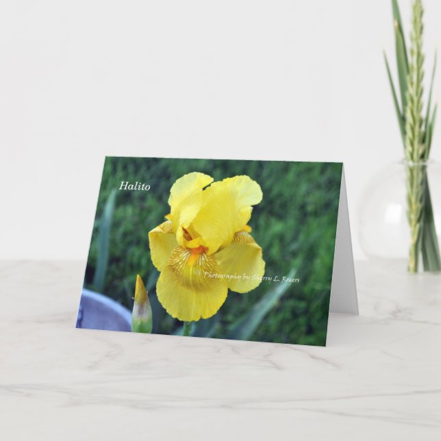 Carte de voeux "Halito" Choctaw Iris (Devant)
