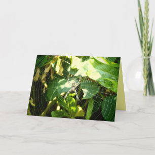 Carte de voeux Hawaii spider web