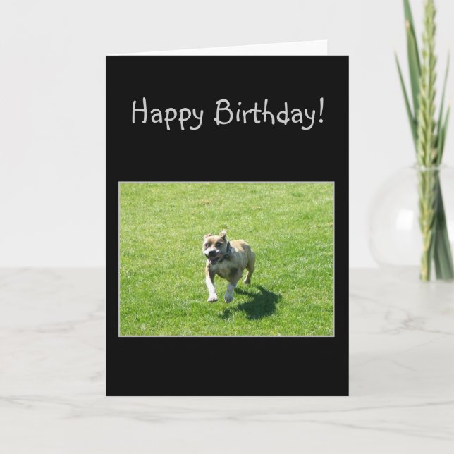 Carte de voeux heureuse de Bithday Pitbull (Devant)