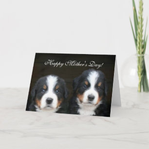 Carte de voeux heureuse de chiots de Bernese du