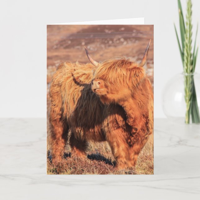 Carte de voeux Highland Cow (Devant)