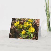 Carte de voeux hiver/printemps (vierge à l'intérie