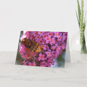 Carte de voeux Hoverfly