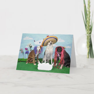 Carte de voeux humoristique, photo de 3 chiens,