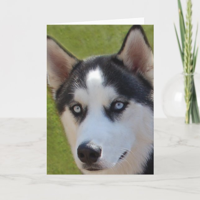 Carte de voeux Husky photo (Devant)