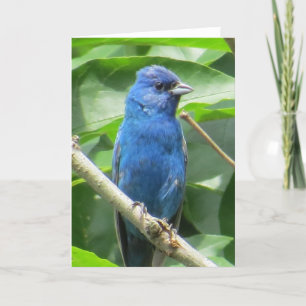 Carte de voeux Indigo Bunting