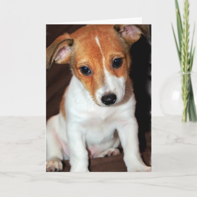 Carte de voeux Jack Russell Terrier Puppy Chien (Devant)