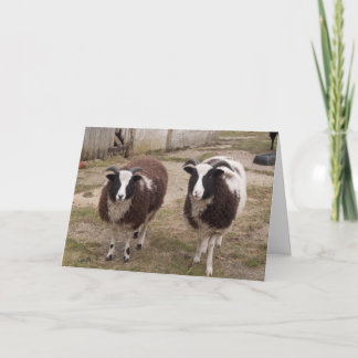 Carte de voeux Jacob Sheep