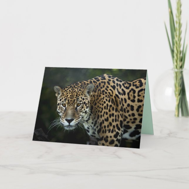 carte de voeux jaguar (Devant)