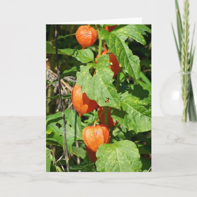 Carte de voeux japonaise Lanterns (vide à l'intéri (Devant)