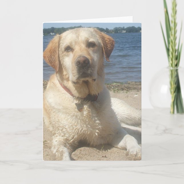 Carte de voeux jaune de labrador retriever (Devant)
