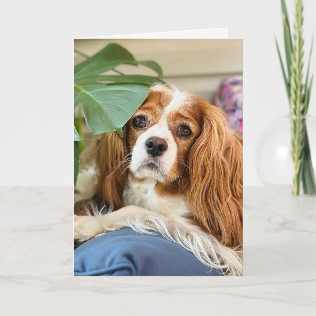 Carte de voeux King Charles Cavalier (Devant)