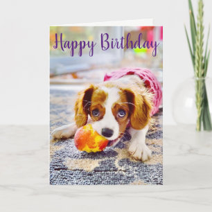 Carte de voeux King Charles Cavalier Puppy