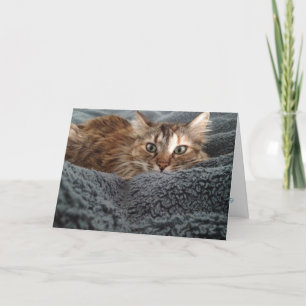 carte de voeux kitten #1