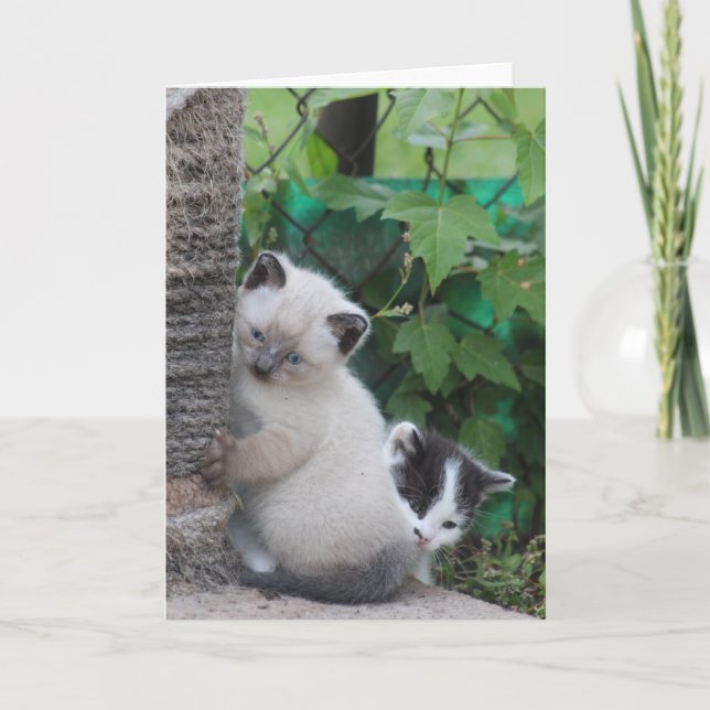 Carte de voeux Kittens (Devant)