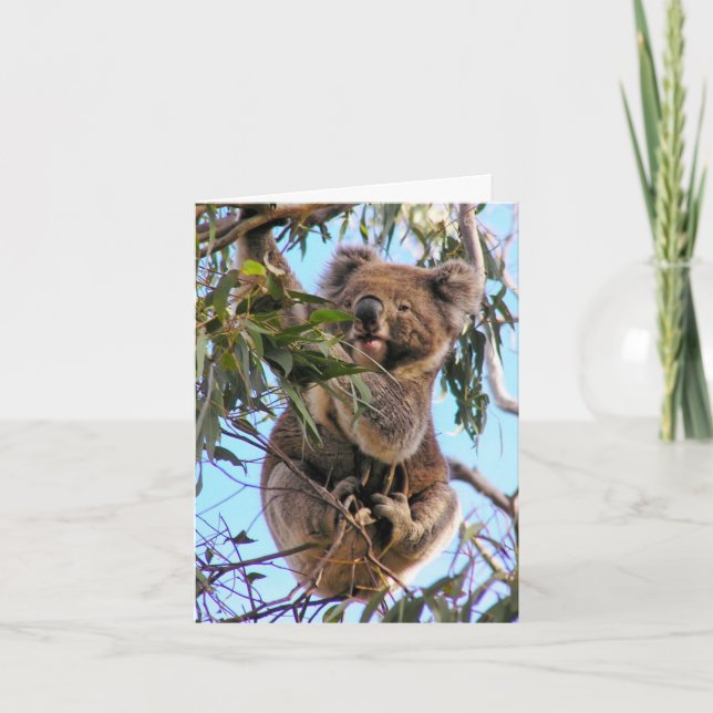 Carte de voeux Koala Australie (Devant)