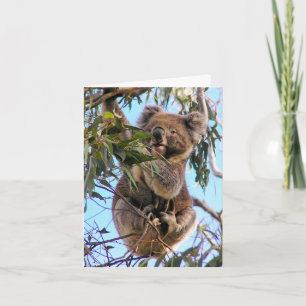 Carte de voeux Koala Australie 