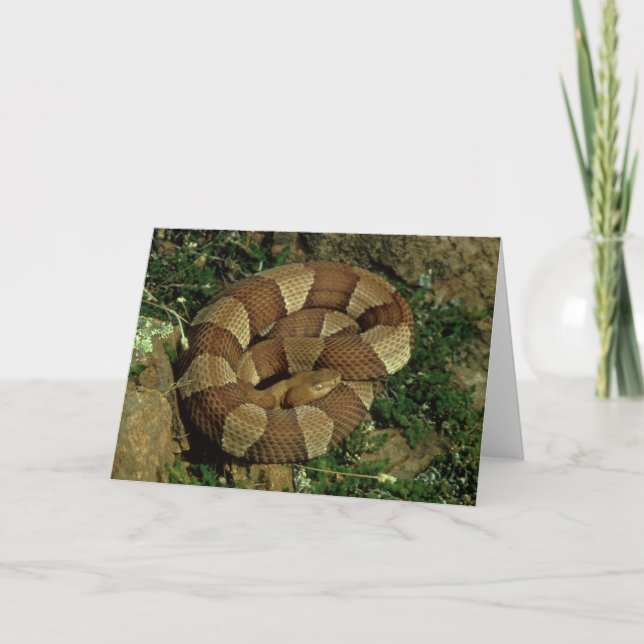 carte de voeux large-réunie de serpent de (Devant)