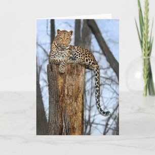 Carte de voeux Leopard on Watch
