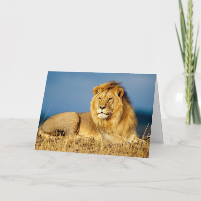 Carte de voeux Lion (Devant)