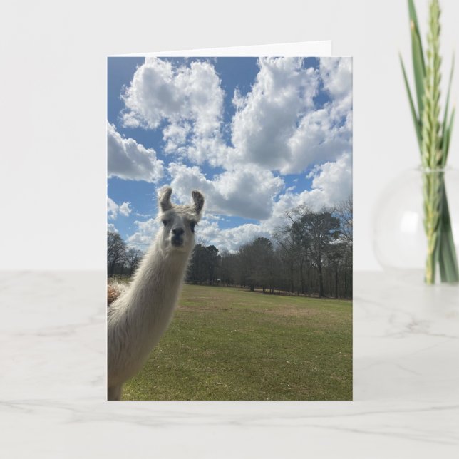 carte de voeux llama (bonjour à l'intérieur) (Devant)