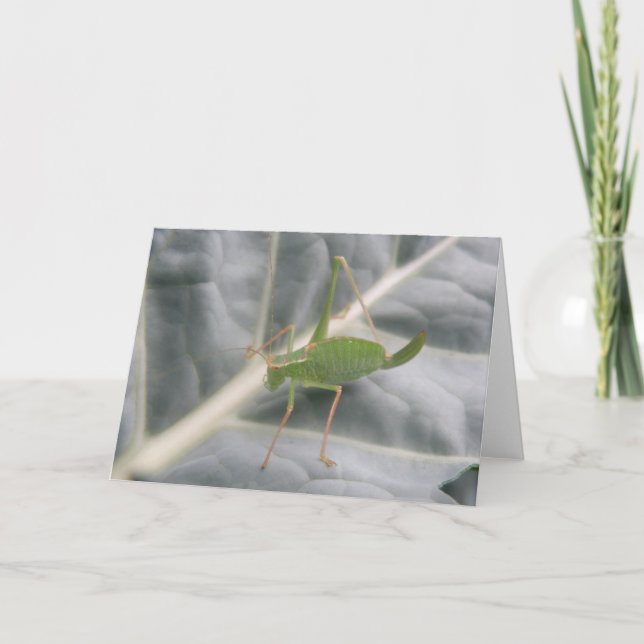 Carte de voeux Macro Cricket Vert (Devant)
