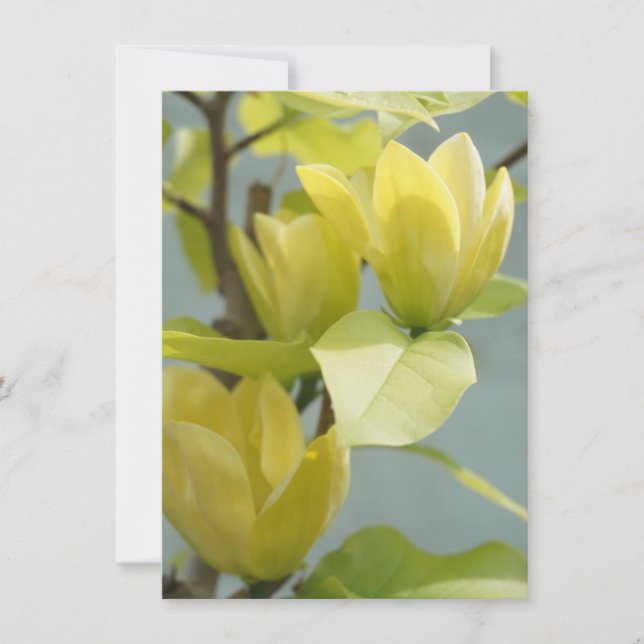 Carte de voeux Magnolia Arbre Jaune (Devant)