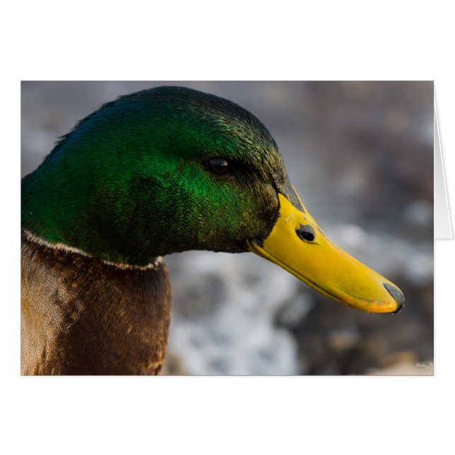 Carte de voeux Male Mallard Portrait (Devant horizontal)